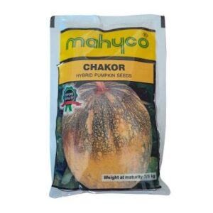 Chakor Pumpkin